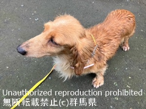 保護している犬の写真2