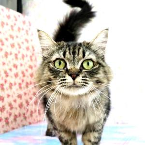 アケビ正面からの画像