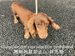 保護している犬の写真1