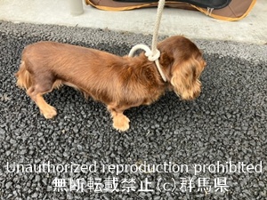 保護している犬の写真2