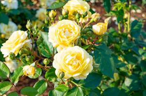 Gunma Flower Park+限定オリジナルローズ「ココンジョーヌ」の画像