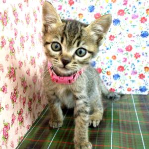 リタ正面からの画像