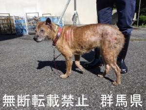 保護している犬の写真2