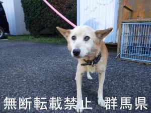 保護している犬の写真1