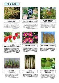 農技セ成果主画像2