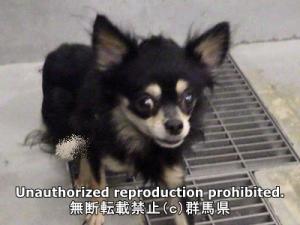 保護している犬の写真正面