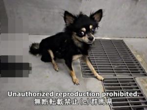 保護している犬の横側の写真