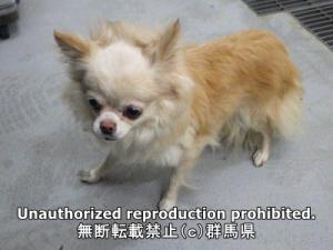 保護している犬の横側の写真