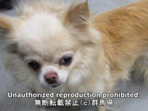 保護している犬の写真正面