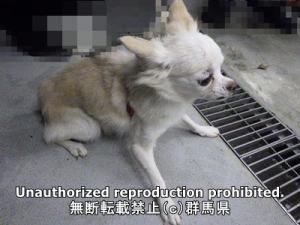 保護している犬の横側の写真