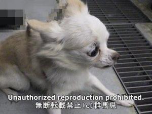 保護している犬の写真正面