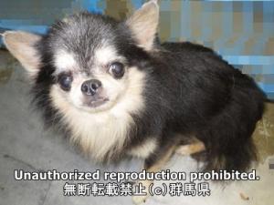 保護している犬の横側の写真