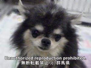 保護している犬の写真正面