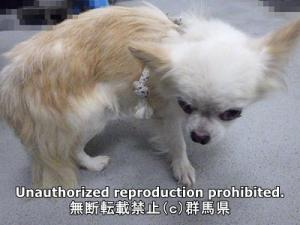 保護している犬の横側の写真