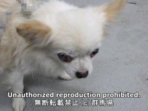 保護している犬の写真正面