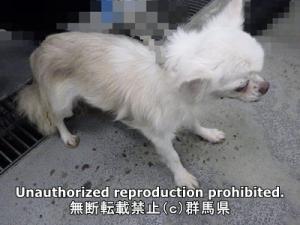 保護している犬の横側の写真