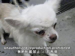 保護している犬の写真正面
