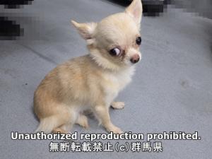 保護している犬の横側の写真