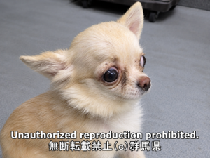 保護している犬の写真正面