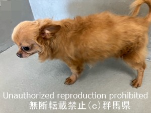保護している犬の写真1