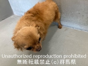 保護している犬の写真2