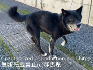 保護している犬の写真1