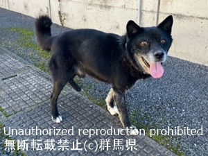 保護している犬の写真2