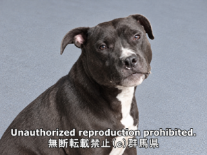 保護している犬の写真正面