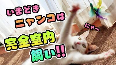 猫は室内で飼いましょう（YouTube：外部リンク）