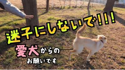 迷子にしないで!!!　愛犬からのお願いです（YouTube：外部リンク）