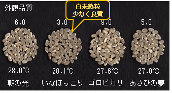 いなほっこり（仮称）の画像