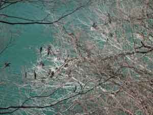 高津戸ダムで営巣するカワウの様子写真