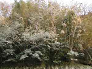 カワウの糞によって白くなってしまった木々の様子写真