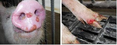 豚の症状（出典　宮崎県）写真