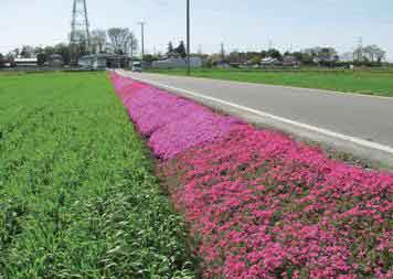 写真：取り組み２　道路脇の植栽