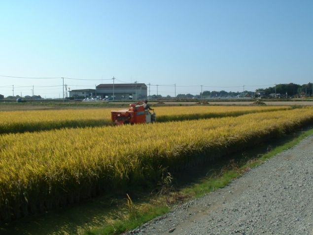 大区画ほ場の稲刈りの様子写真