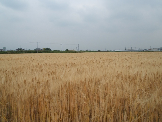 裏作の麦の様子写真