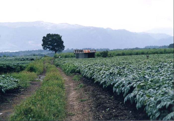未整備の農道とコンニャク畑の写真