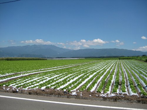 大規模ほ場によるレタス栽培の様子写真