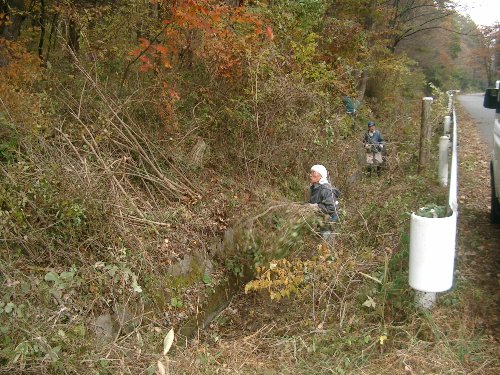 以前の草木に覆われた水路写真