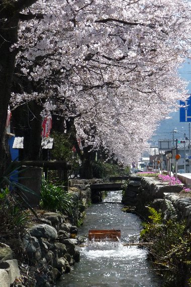 雄川堰と桜並木の写真