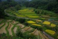 平成22年度農業農村フォトコンテスト作品　日溜まりの稲刈り（急傾斜農用地のイメージ写真）