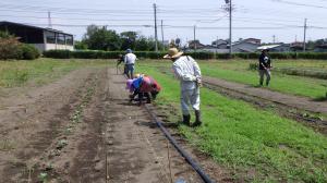 ブロッコリー定植の様子の写真
