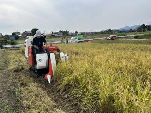 コンバインを使った稲刈りの様子の写真