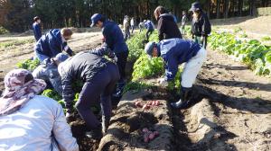 じゃがいも収穫の様子写真