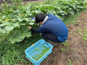 オクラの収穫写真