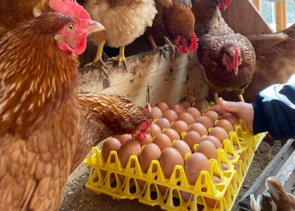 自然恵みファームズ株式会社 田中崇士さん(2)